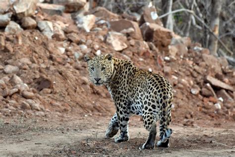 Amagarh Leopard Reserve .